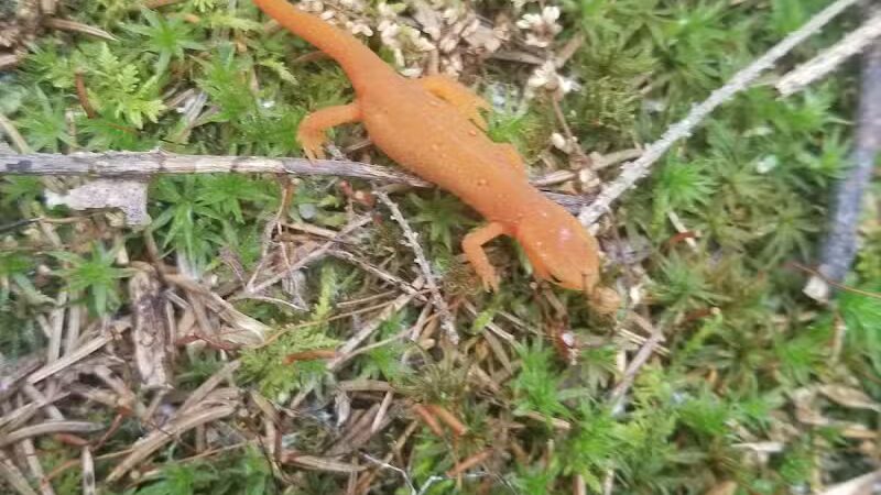 Thomas Burbine Forest Natural Trail - Sprakers, NY