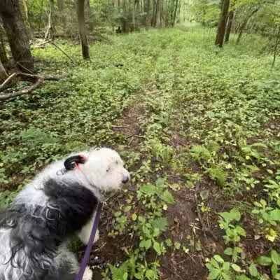 Thomas Burbine Forest Natural Trail - Sprakers, NY