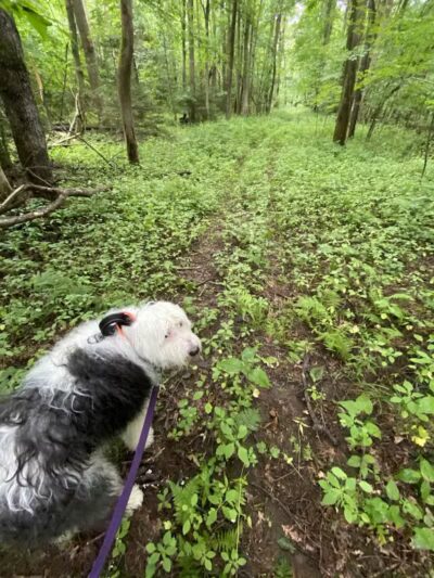 Thomas Burbine Forest Natural Trail - Sprakers, NY