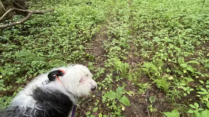 Thomas Burbine Forest Natural Trail - Sprakers, NY