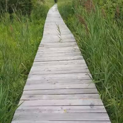 Thomas Burbine Forest Natural Trail - Sprakers, NY