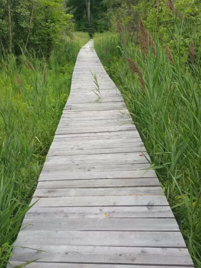 Thomas Burbine Forest Natural Trail - Sprakers, NY
