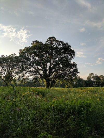 Spring City Nature Park - Spring City, TN
