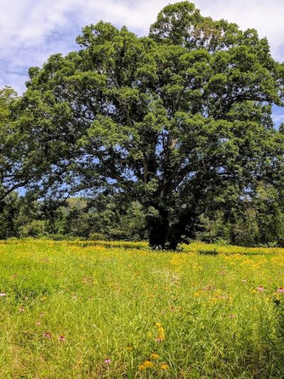 Spring City Nature Park - Spring City, TN