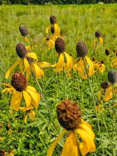Spring City Nature Park - Spring City, TN