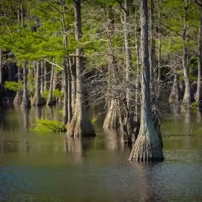 Carvers Creek State Park - Spring Lake, NC