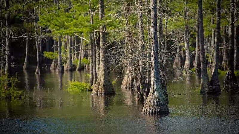 Carvers Creek State Park - Spring Lake, NC