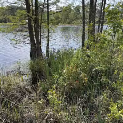 Carvers Creek State Park - Spring Lake, NC