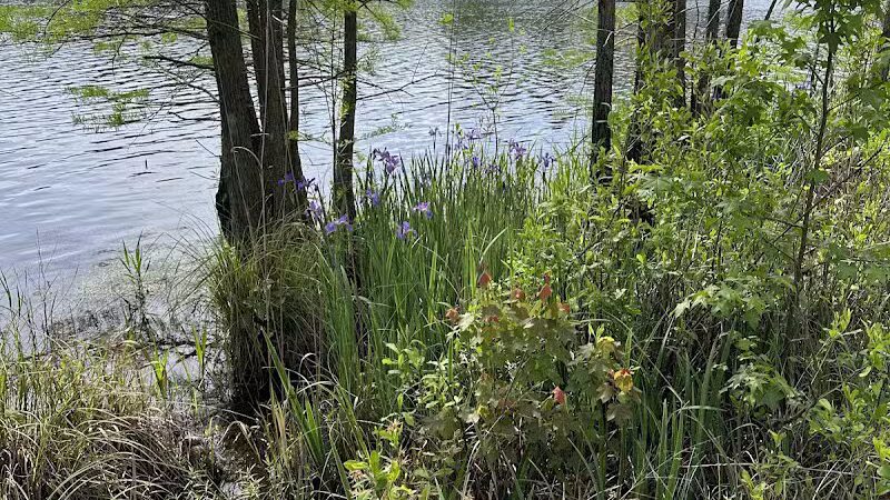 Carvers Creek State Park - Spring Lake, NC