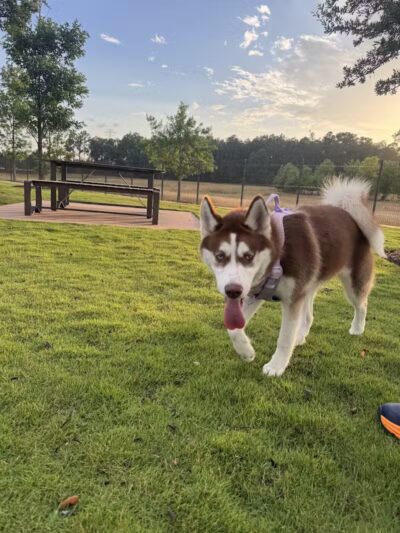 Springwoods Village Dog Park - Spring, TX