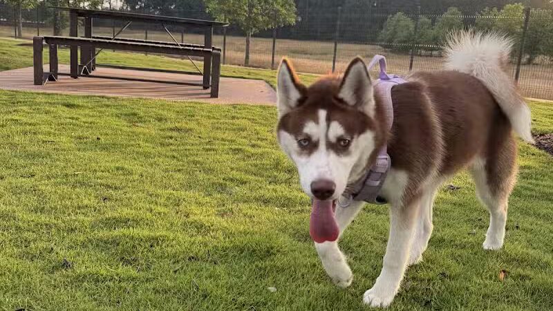 Springwoods Village Dog Park - Spring, TX