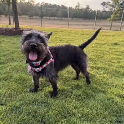 Springwoods Village Dog Park - Spring, TX