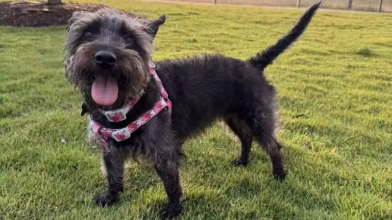 Springwoods Village Dog Park - Spring, TX