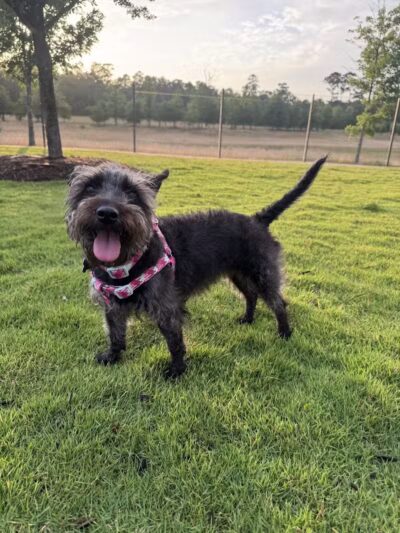 Springwoods Village Dog Park - Spring, TX