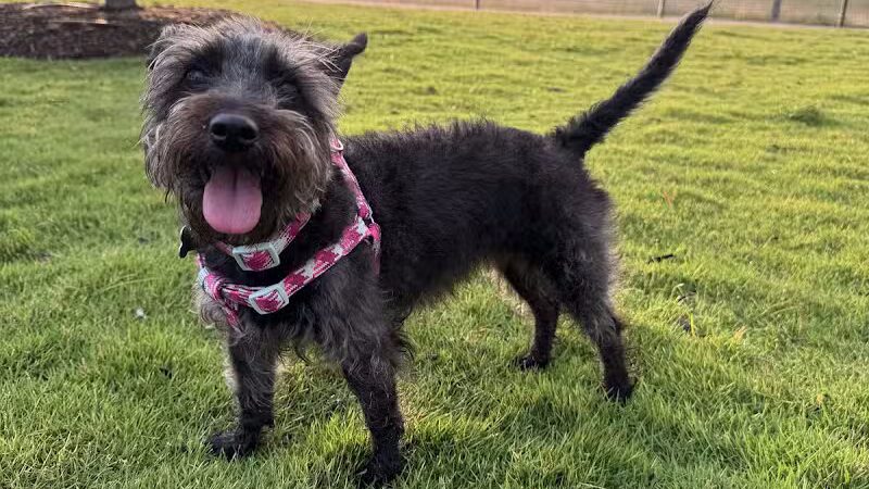 Springwoods Village Dog Park - Spring, TX