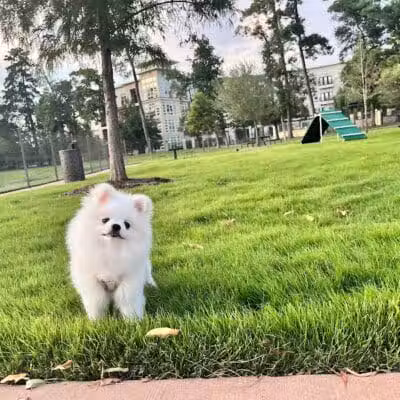Springwoods Village Dog Park - Spring, TX