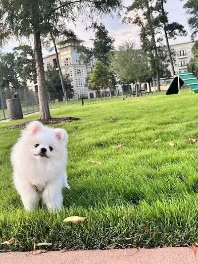 Springwoods Village Dog Park - Spring, TX