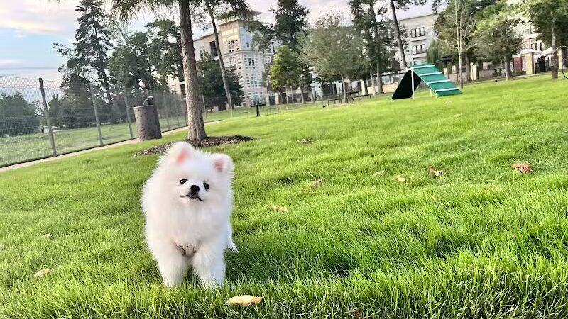 Springwoods Village Dog Park - Spring, TX