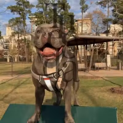 Springwoods Village Dog Park - Spring, TX