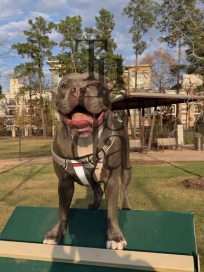 Springwoods Village Dog Park - Spring, TX