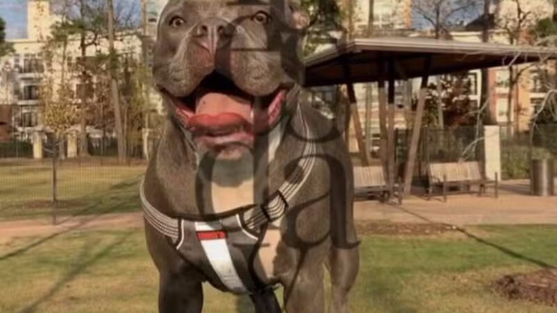 Springwoods Village Dog Park - Spring, TX