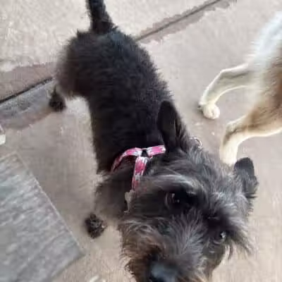 Springwoods Village Dog Park - Spring, TX