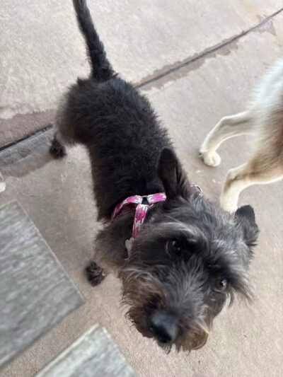 Springwoods Village Dog Park - Spring, TX