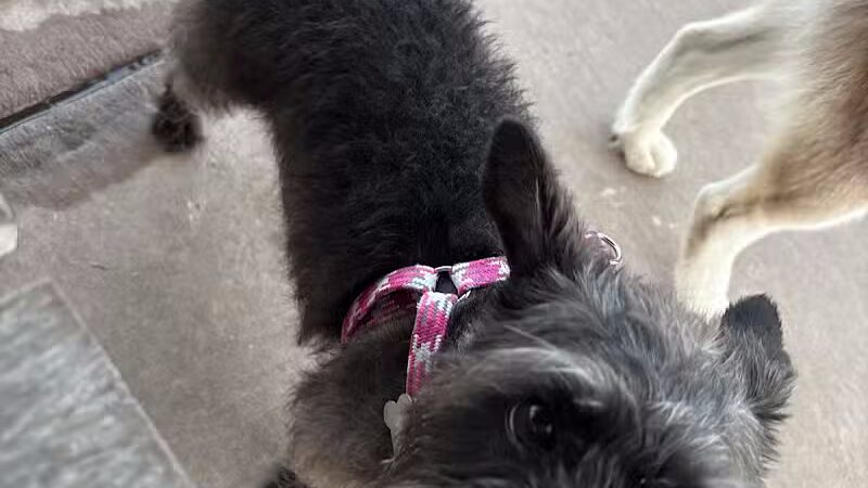 Springwoods Village Dog Park - Spring, TX