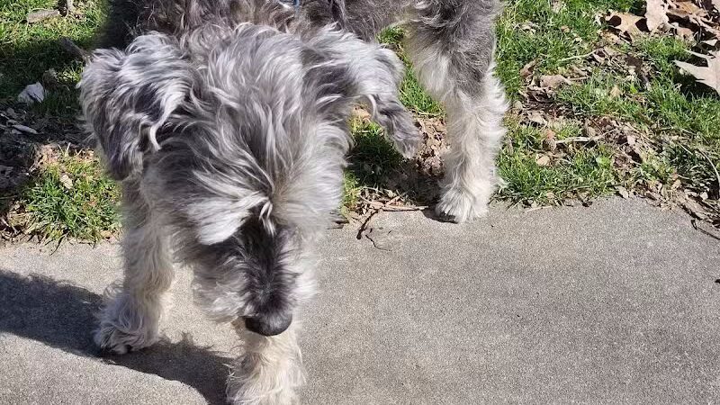 Rotary Dog Park - Springdale, AR