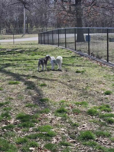 Rotary Dog Park - Springdale, AR