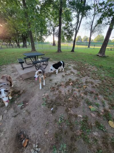 Rotary Dog Park - Springdale, AR
