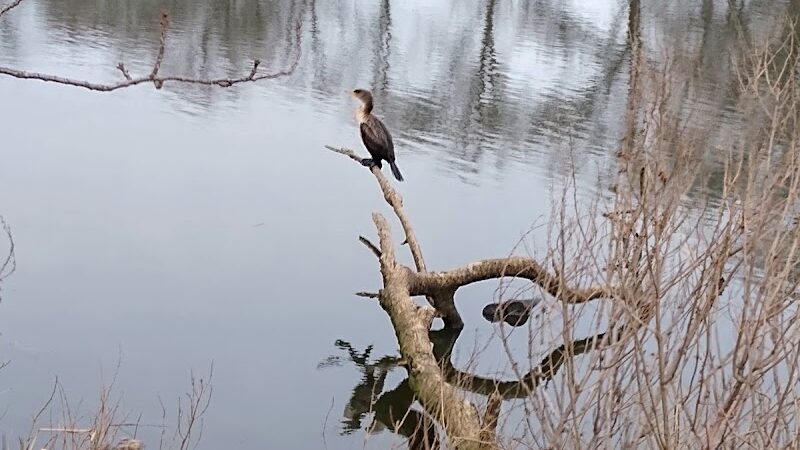Springfield Park - Springfield Gardens, NY
