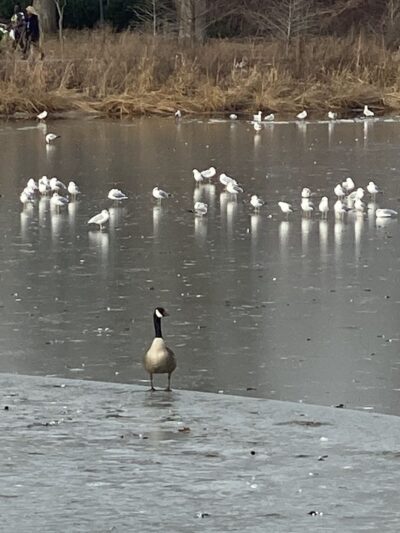 Springfield Park - Springfield Gardens, NY