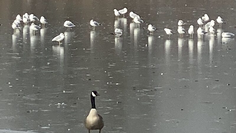 Springfield Park - Springfield Gardens, NY