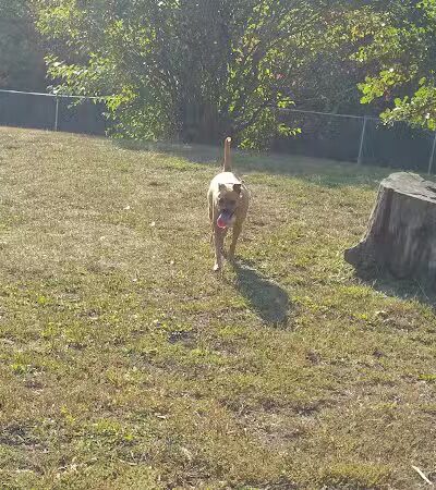 Stuart Park - Springfield, IL