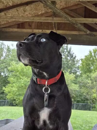 Stuart Park - Springfield, IL