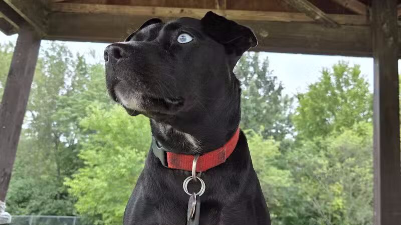 Stuart Park - Springfield, IL