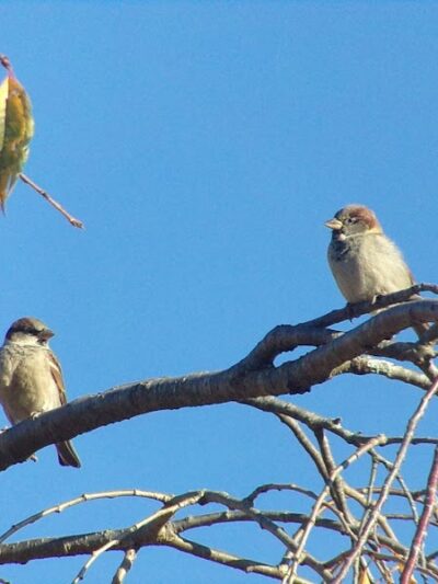 Beauregard & Schiavina Park - Springfield, MA