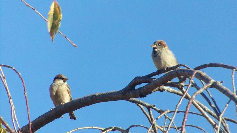 Beauregard & Schiavina Park - Springfield, MA