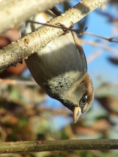 Beauregard & Schiavina Park - Springfield, MA