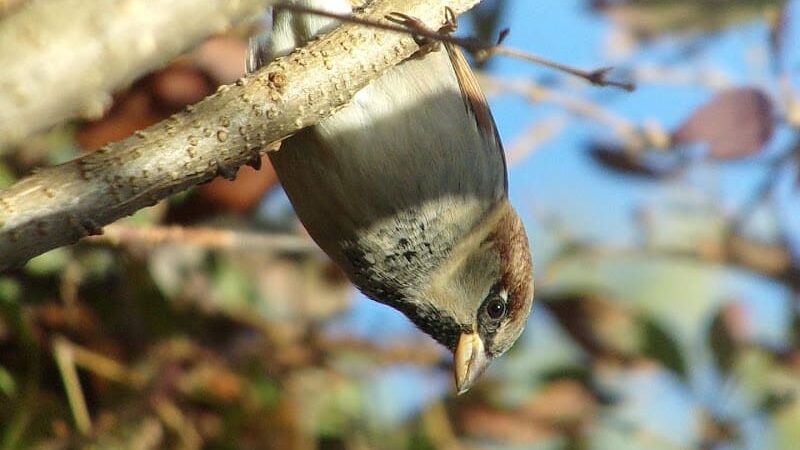 Beauregard & Schiavina Park - Springfield, MA