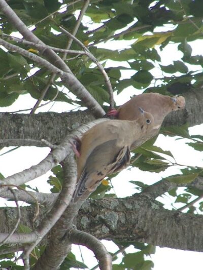 Beauregard & Schiavina Park - Springfield, MA