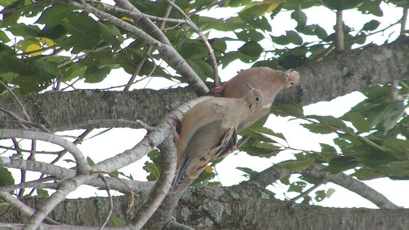 Beauregard & Schiavina Park - Springfield, MA