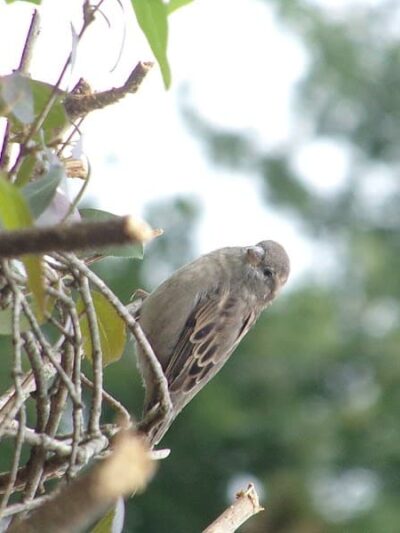 Beauregard & Schiavina Park - Springfield, MA