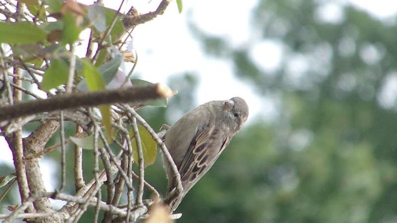 Beauregard & Schiavina Park - Springfield, MA