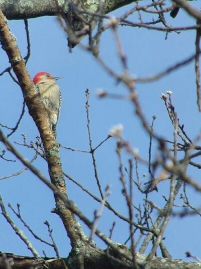 Beauregard & Schiavina Park - Springfield, MA