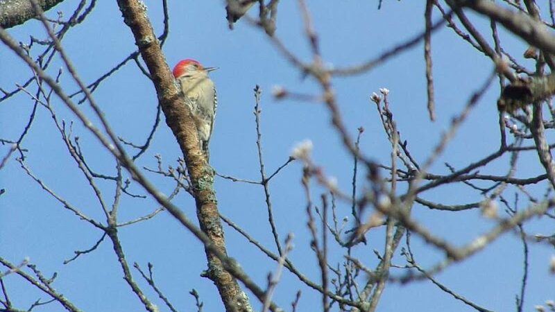 Beauregard & Schiavina Park - Springfield, MA