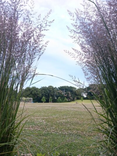 Beauregard & Schiavina Park - Springfield, MA