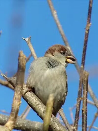 Beauregard & Schiavina Park - Springfield, MA