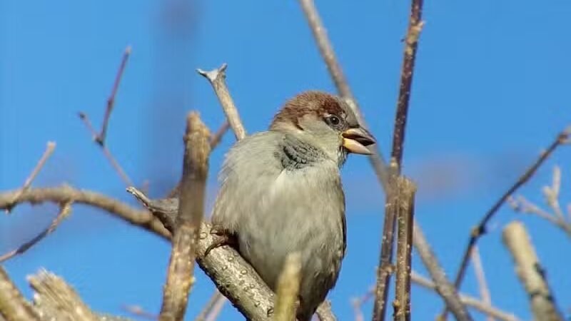 Beauregard & Schiavina Park - Springfield, MA